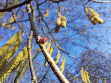 Już czuć wiosnę - czyli jak szukać przedwiośnia w przyrodzie - kwitnąca leszczyna fot. J. Kacprzak, 
